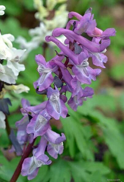 Dymnivka dutá (Corydalis cava)