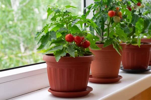 Windowsill Vegetable Garden: 17 Edibles for Indoor Growing