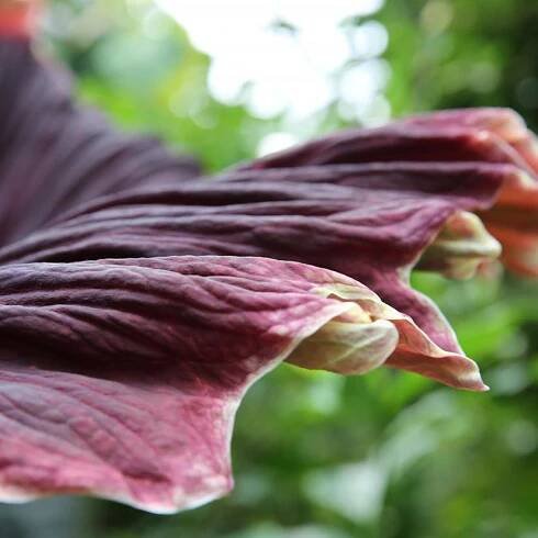 The ruffled edge of a titan arum's spathe