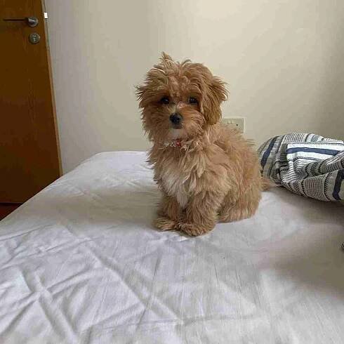 LOTO – Mini Maltipoo puppy for sale3