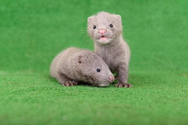 gray animals mink