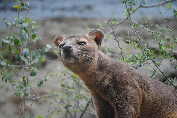 Fossa, Savec, Madagaskar, Cryptoprocta