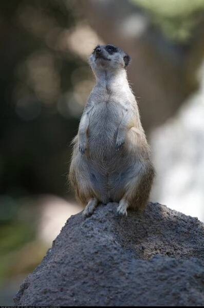 Meerkat on the Rock