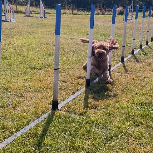 Agility - Barnlake House