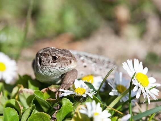 Eidechsen: Flinke Gartenbesucher