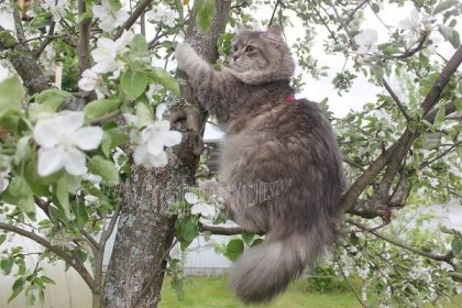 Siberian cat for sale in the USA