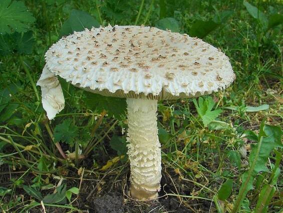 Muchomůrka Vittadiniho - Amanita vittadinii | www.ohoubach.cz