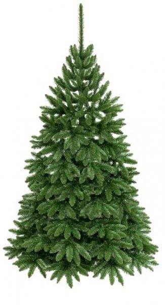 Kanadský smrk 2D