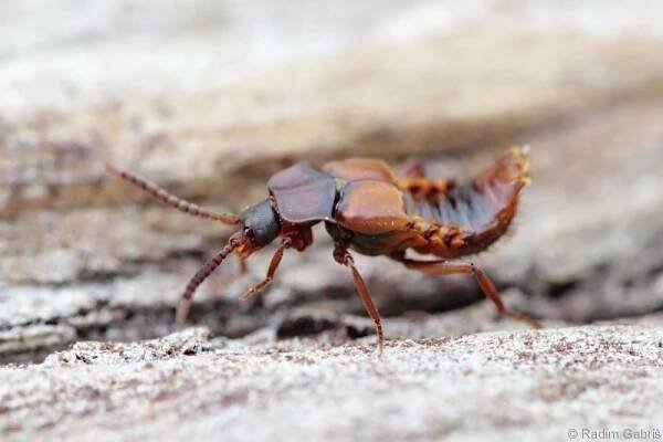 Lomechusa emarginata - drabčík | Staphylinidae - drabčíkovití | Natura Bohemica