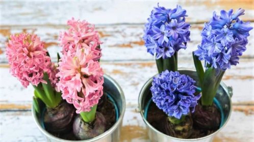 Hyacinty v květináči: v bytě při teplotě 16až 20  stupňů Celsia vydrží květ sv�ěží až 3 týdny, při vyšších teplotách kvetou jen 1 až 2 týdny.