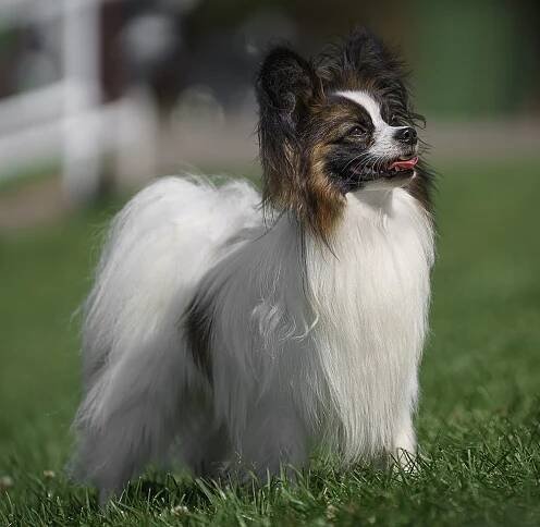 Krycí pes - Papillon - Malý kontinentální španěl - Hradec Králové
