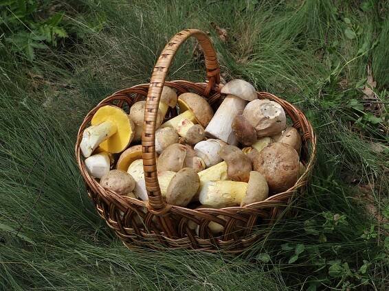 Soubor:Edible fungi in basket 2012 G1.jpg