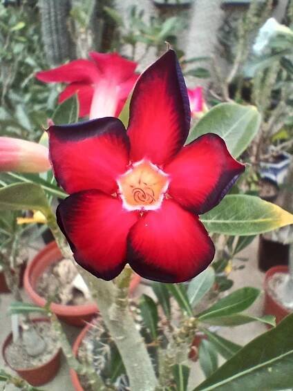 Ráj rostlin rodu ADENIUM