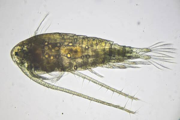 Site Visit #67: Loch of Clousta | The Microscopic Life of Shetland Lochs