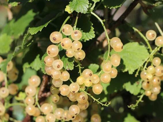 Ribes 'Versailský bílý'