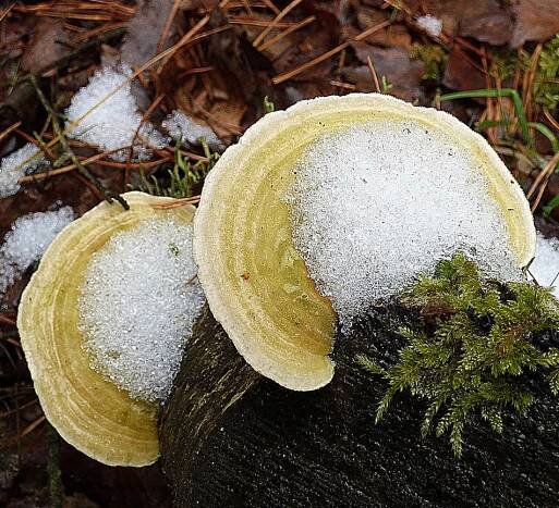 outkovka chlupatá - Trametes hirsuta, Ralsko - foto: Jiří Vondrouš 