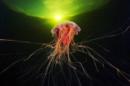 Tajemné medúzy: Mimozemšťané skrytí v moři