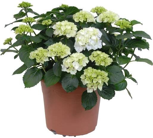 Hortenzie velkolistá, bílá, výška cca 50 cm, průměr květináče cca 29 cm