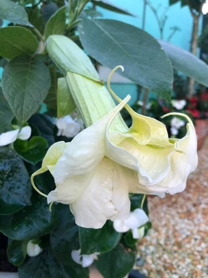 WALZERTRAUM | Brugmansia