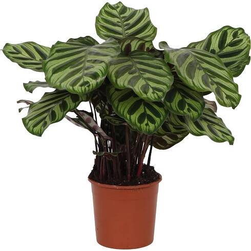 OBI Kalátea (Calathea) "Makoyana" výška 40-55 cm, pr. květináče 14 cm nakoupit u OBI