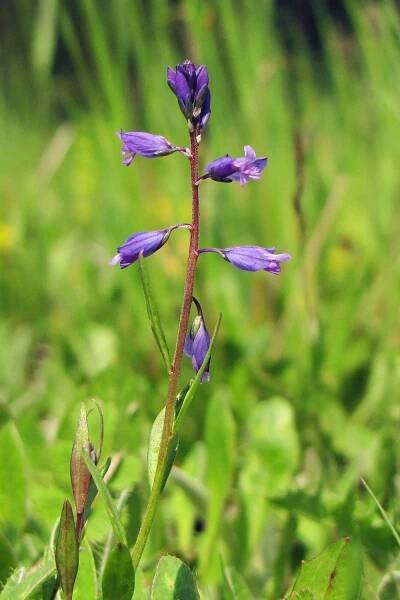 Vítod obecný (Polygala vulgaris)