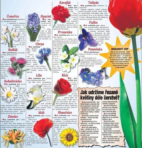 Chcete ženě vyznat lásku? Kupte jí tulipán! Tajemná řeč květin... | Ahaonline.cz 