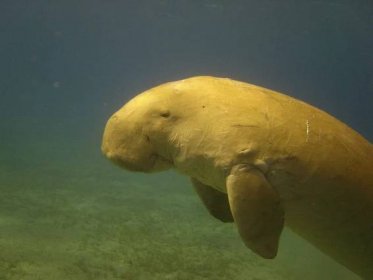 Dugong project in Egypt - Tendua - Association for biodiversity conservation