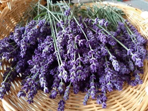 Čerstvá Levandula lekárska 1kg - Levanduľová farma pod Veľkým vrchom