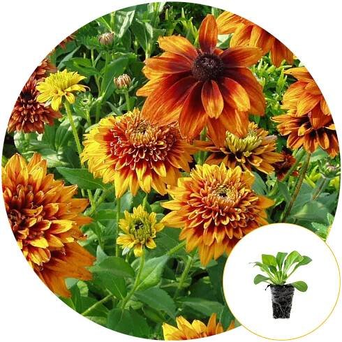 Ferry-Morse Plantlings Live Baby Plants 1-3in. Cherokee Sunset Rudbeckia Black Eyed Susan