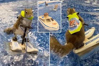 People are going nuts over this water-skiing squirrel who loves the spotlight