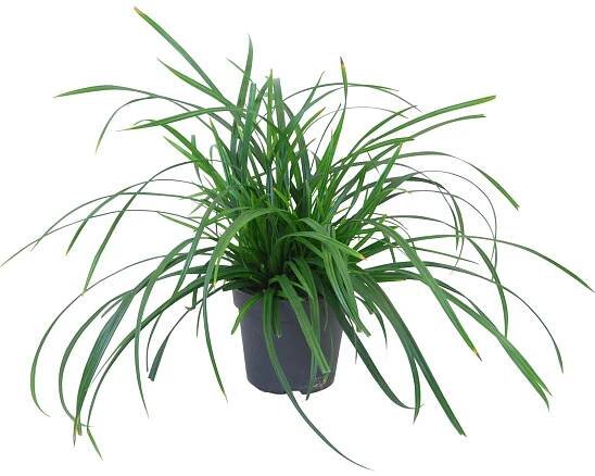 OBI Ostřice japonská "Irish Green" pr. květináče cca 17 cm Carex morrowii
