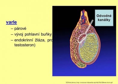 Odvodné kanálky. varle. párové. vývoj pohlavní buňky (spermie) endokrinní žláza, produkuje pohlavní hormony (např. testosteron) KDS444,datum,