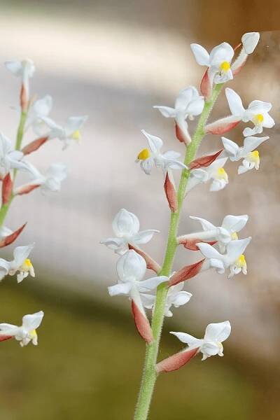 jewel orchid flowers