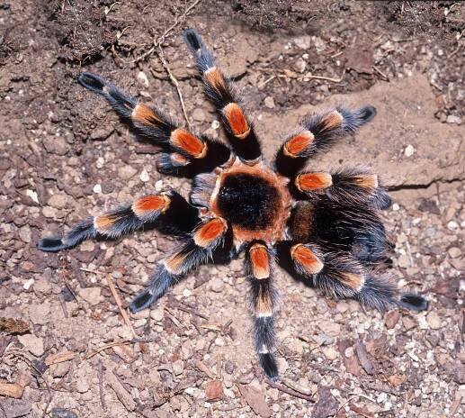 Species conservation profiles of tarantula spiders (Araneae, Theraphosidae) listed on CITES