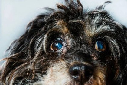 šedý zákal u psa. Čierny pes, katarakta čínskeho chocholatého. Zahmlené oči u psa, glaukóm, choroby očí, slepota, amblyopia, slepota.