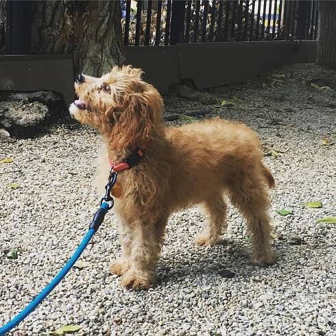 Ellie the cavapoo from Chicago, USA - Cavapoo World