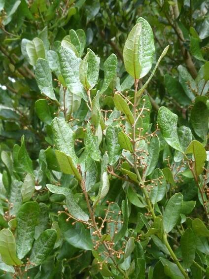Aextoxicon punctatum