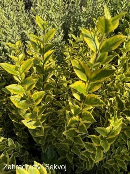Ptačí zob Aureum 80 cm