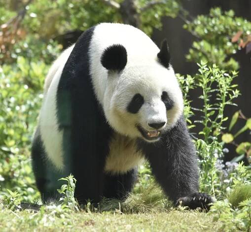 Panda velká – Wikipedie