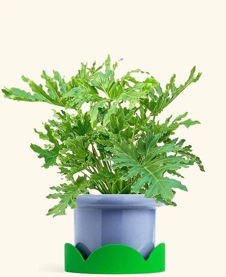 Philodendron Lickety Splitz in a 10 inches Fat Lip Blue Planter in a Shamrock Petal Drip Tray