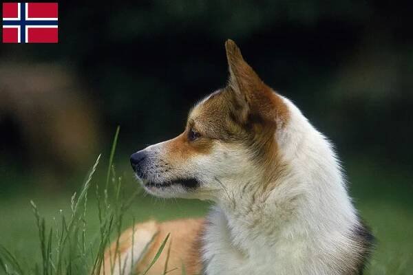 Norský lundehund štěňata a chovatelé Norsko