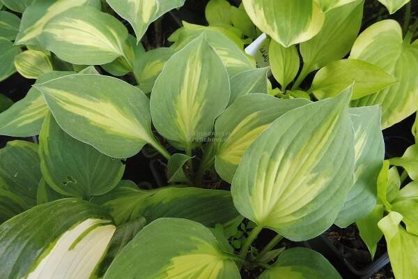 Hosta " Xanadu " - bohyška Zahradnictví Krulichovi - zahradnictví, květinářství, trvalky, skalničky, bylinky a koření 