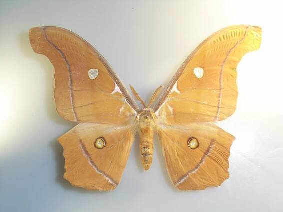 Antheraea godmani
