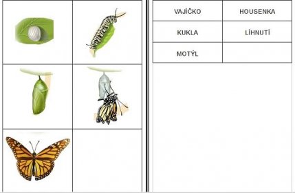 vývojový cyklus - motýl