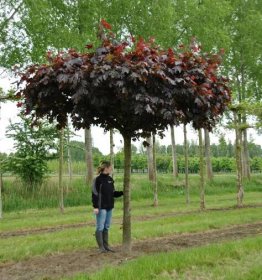 Acer platanoides 'Royal Red' | javor mléč 'Royal Red' - Van den Berk Školky