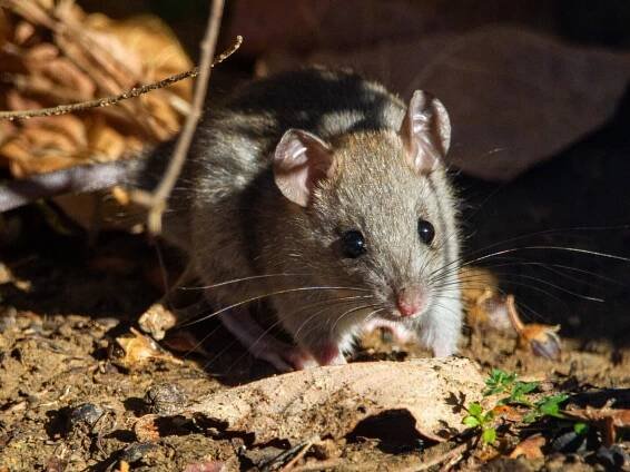 brown rodent on brown dried leaves