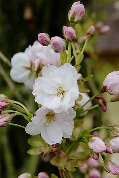 Sakura ozdobná Amanogawa (Prunus serrulata)