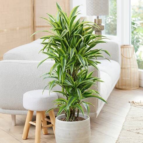 A square image of a 'Lemon Lime' corn plant growing in a pot indoors in a formal living room setting.