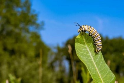 monarch caterpillar - housenka - stock snímky, obrázky a fotky