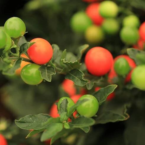 Lilek okrasný Jupiter – Solanum pseudocapsicum – osivo okrasného lilku